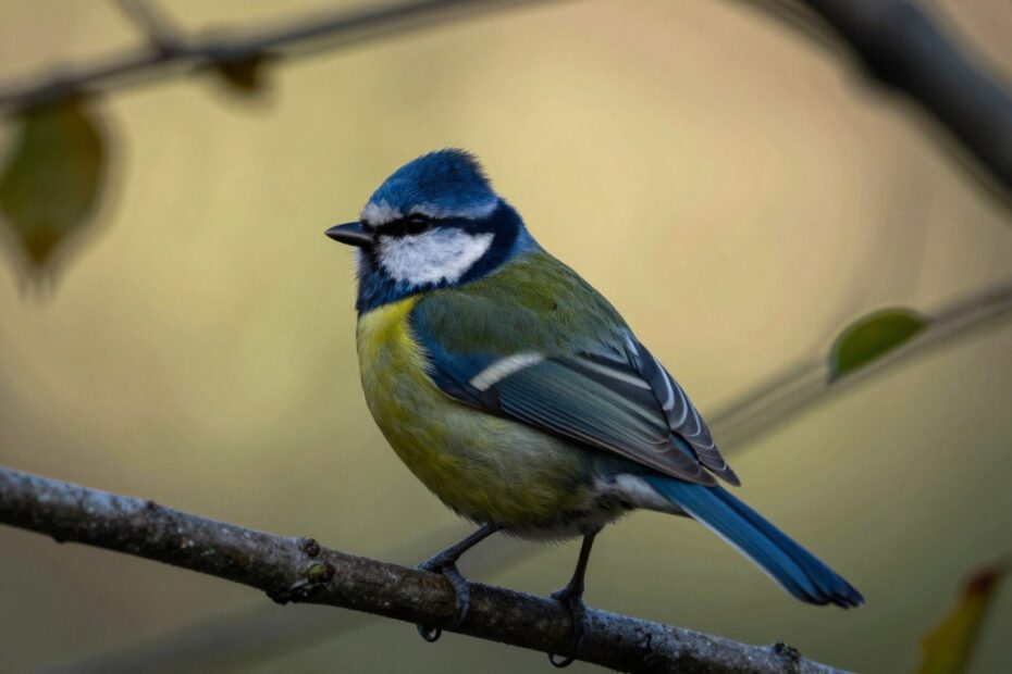 Czy ptaki przenoszą wściekliznę