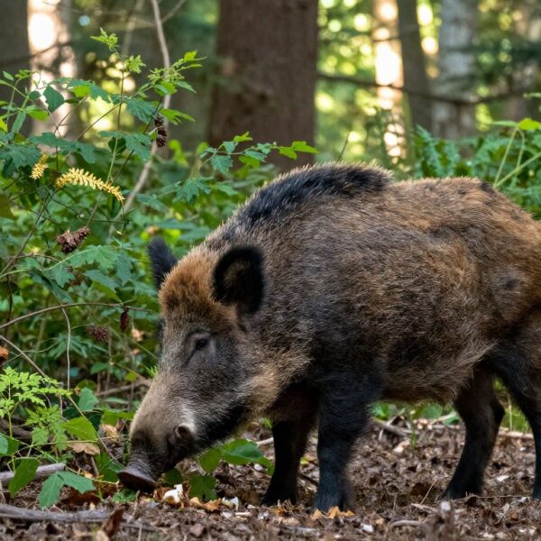 Ile żyje dzik w naturze i co wpływa na jego przeżywalność – wiek, środowisko, zagrożenia