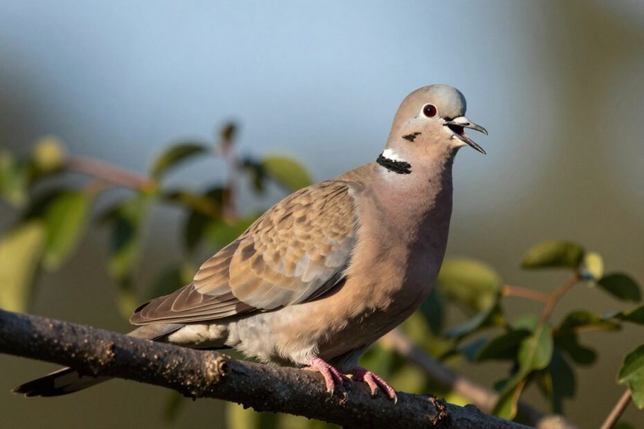 Jaki ptak robi hu hu