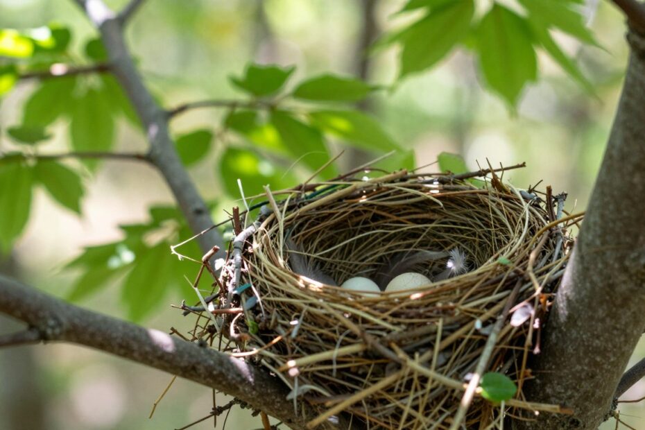 Ptaki czyje to gniazdo